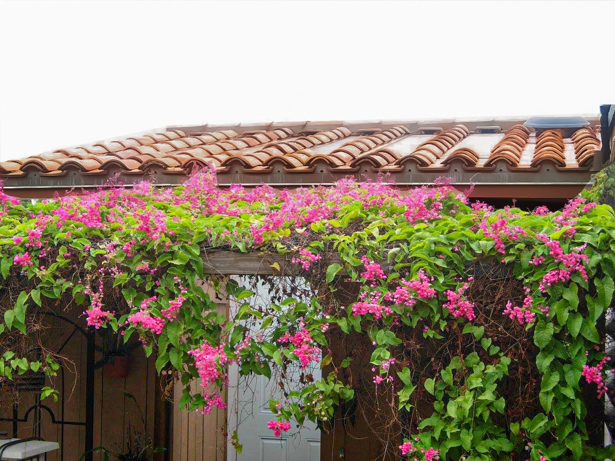 A pink flower growing on a roof.